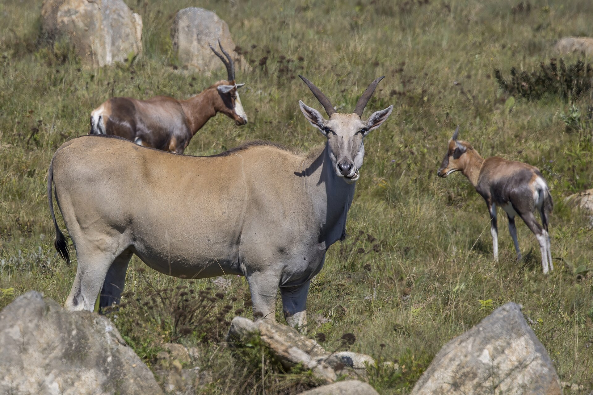 Elenantilope mit Blessböcken im Malolotja Nature Reserve