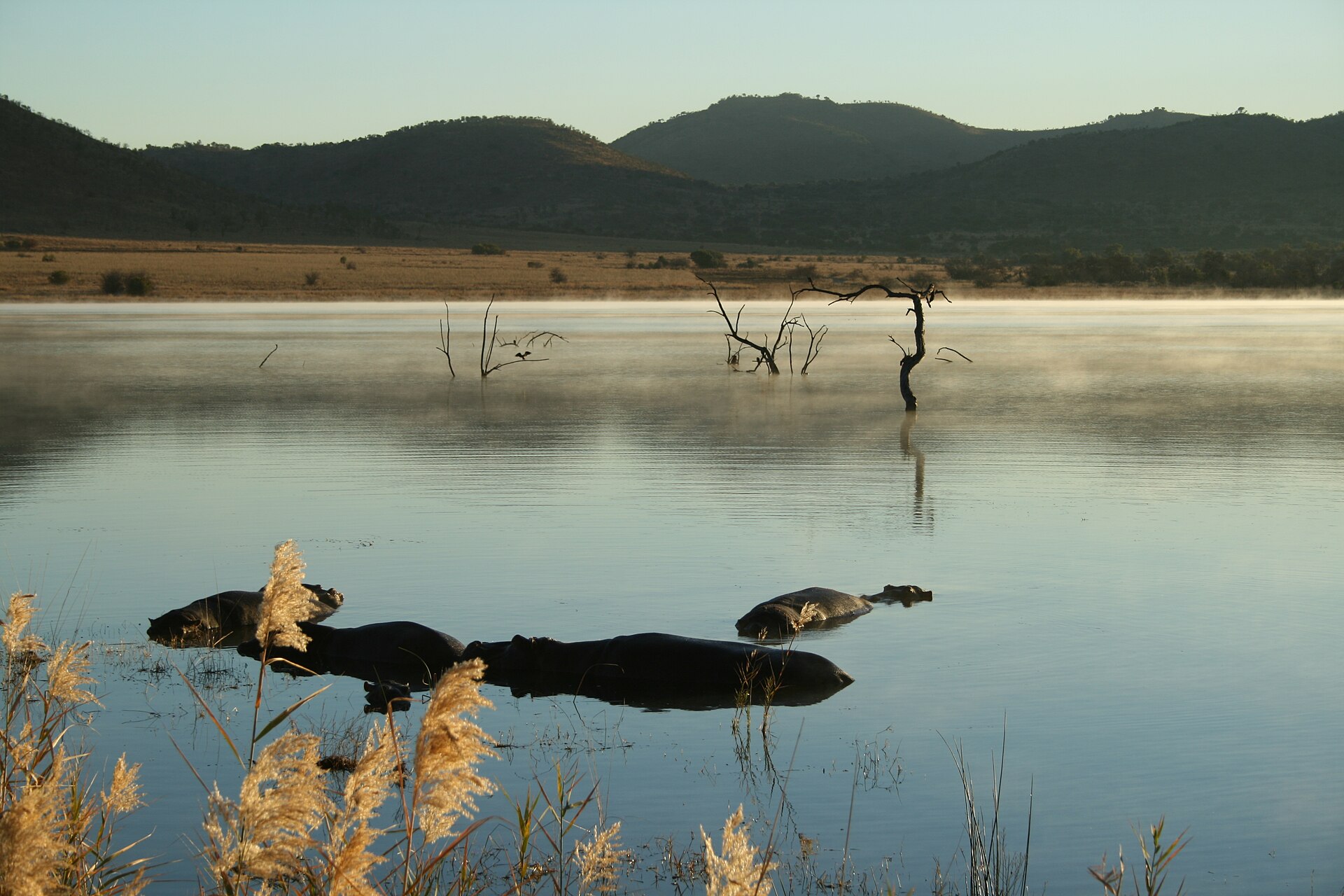 Flusspferde im Mankwe-Damm, Morgendunst im Juli