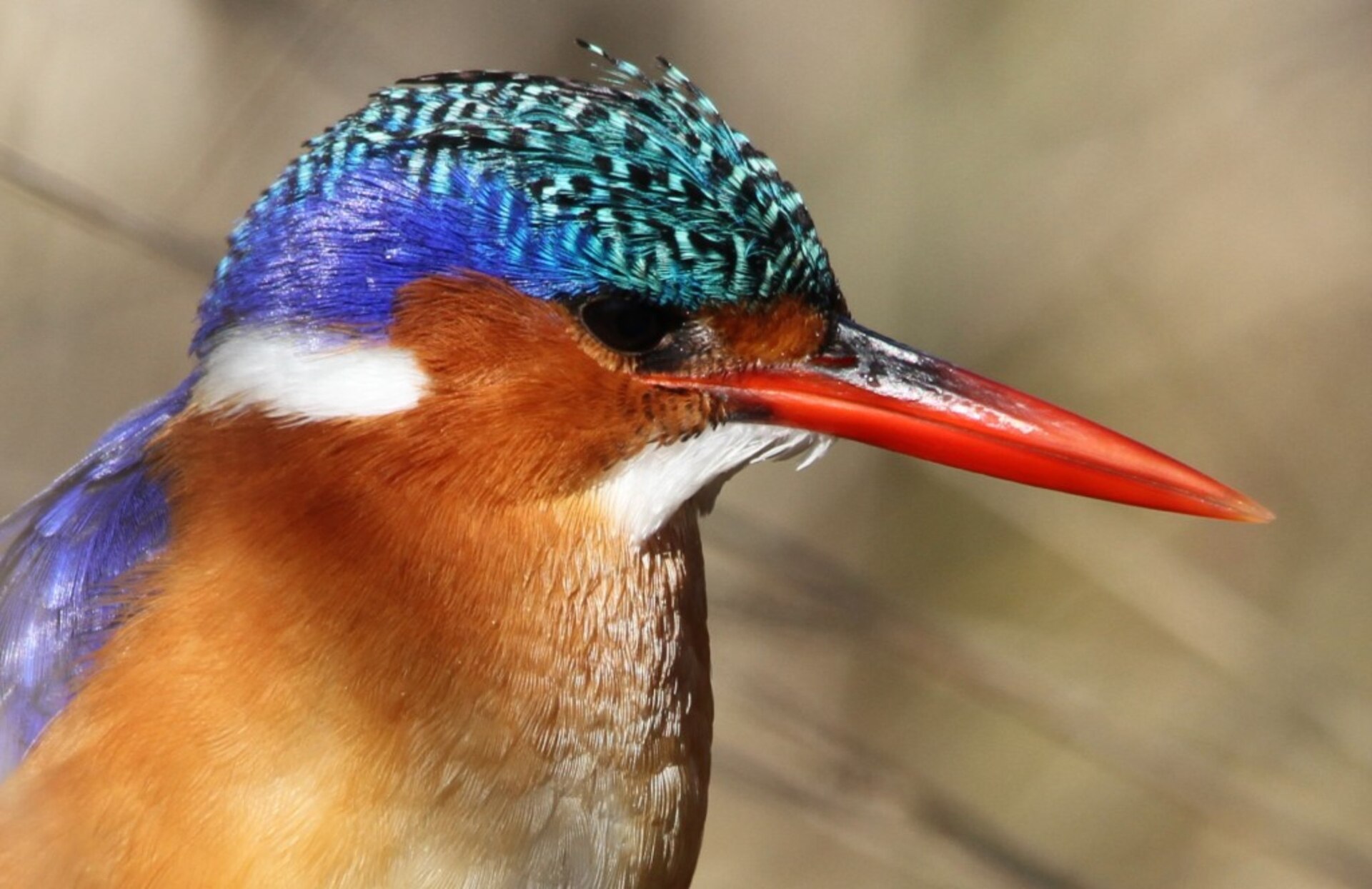 Malachit-Eisvogel, fotografiert in Marievale bei Johannesburg