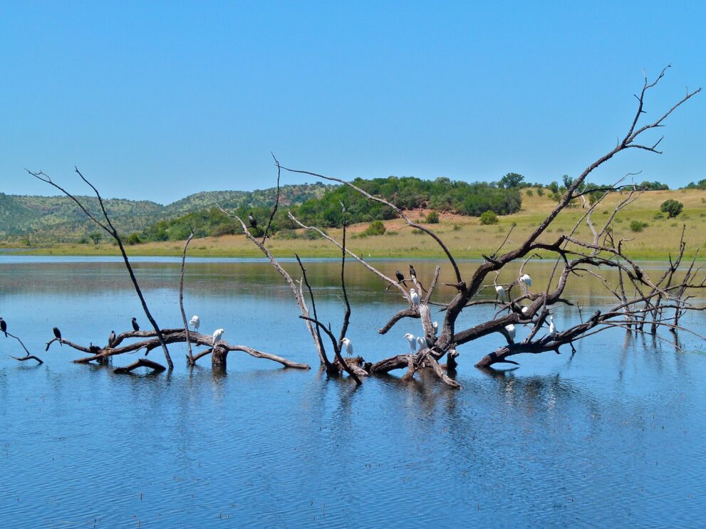 Ein abgestorbener Baum liegt im Wasser, auf seinen Ästen sitzen weiße Reiher und schwarze Kormorane.