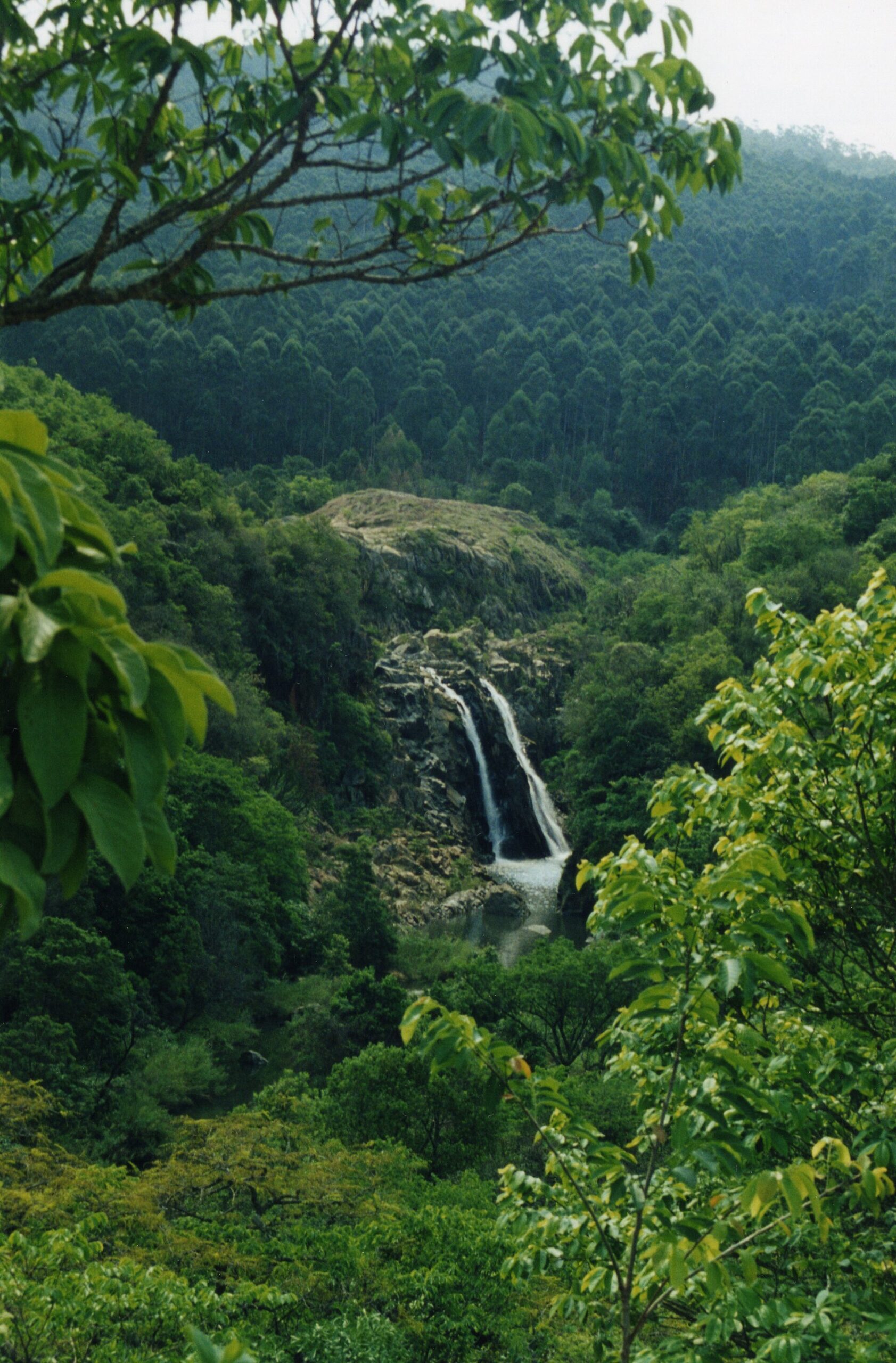 Blick von oben durch Laub auf den Wasserfall in einer bewaldeten Schlucht, dahinter ein Hang mit Eukalyptus.