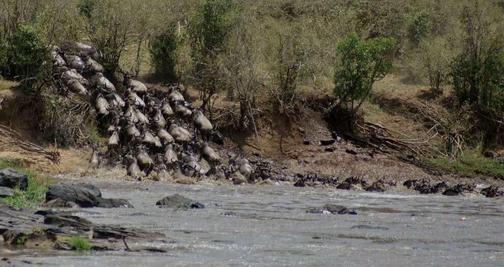 Gnus stürzen in einer langen Reihe die steile Böschung hinab ins flache, felsige Flusswasser