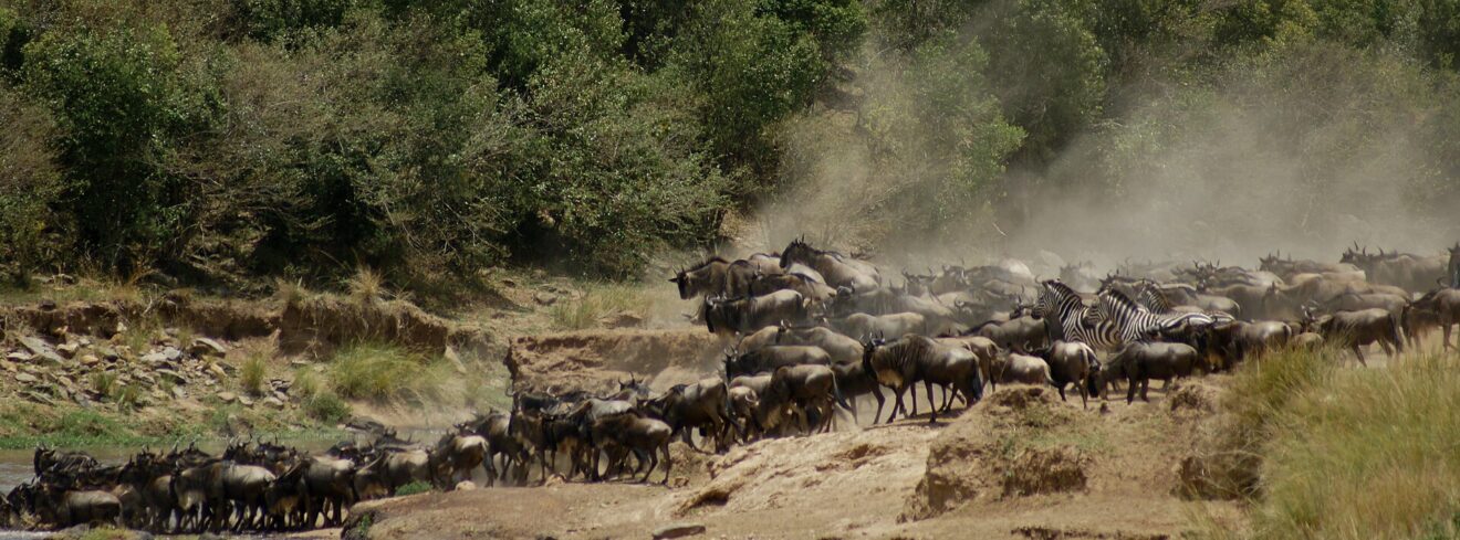 Eine dichte Gnuherde mit einigen Zebras drängt im Staub die Uferböschung zum Mara-Fluss hinunter, dahinter Galeriewald