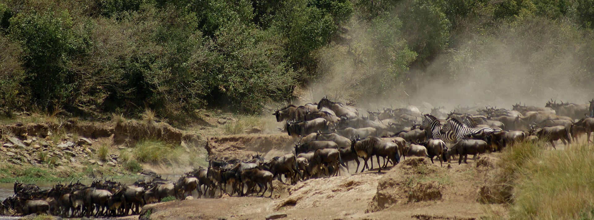 Eine dichte Gnuherde mit einigen Zebras drängt im Staub die Uferböschung zum Mara-Fluss hinunter, dahinter Galeriewald