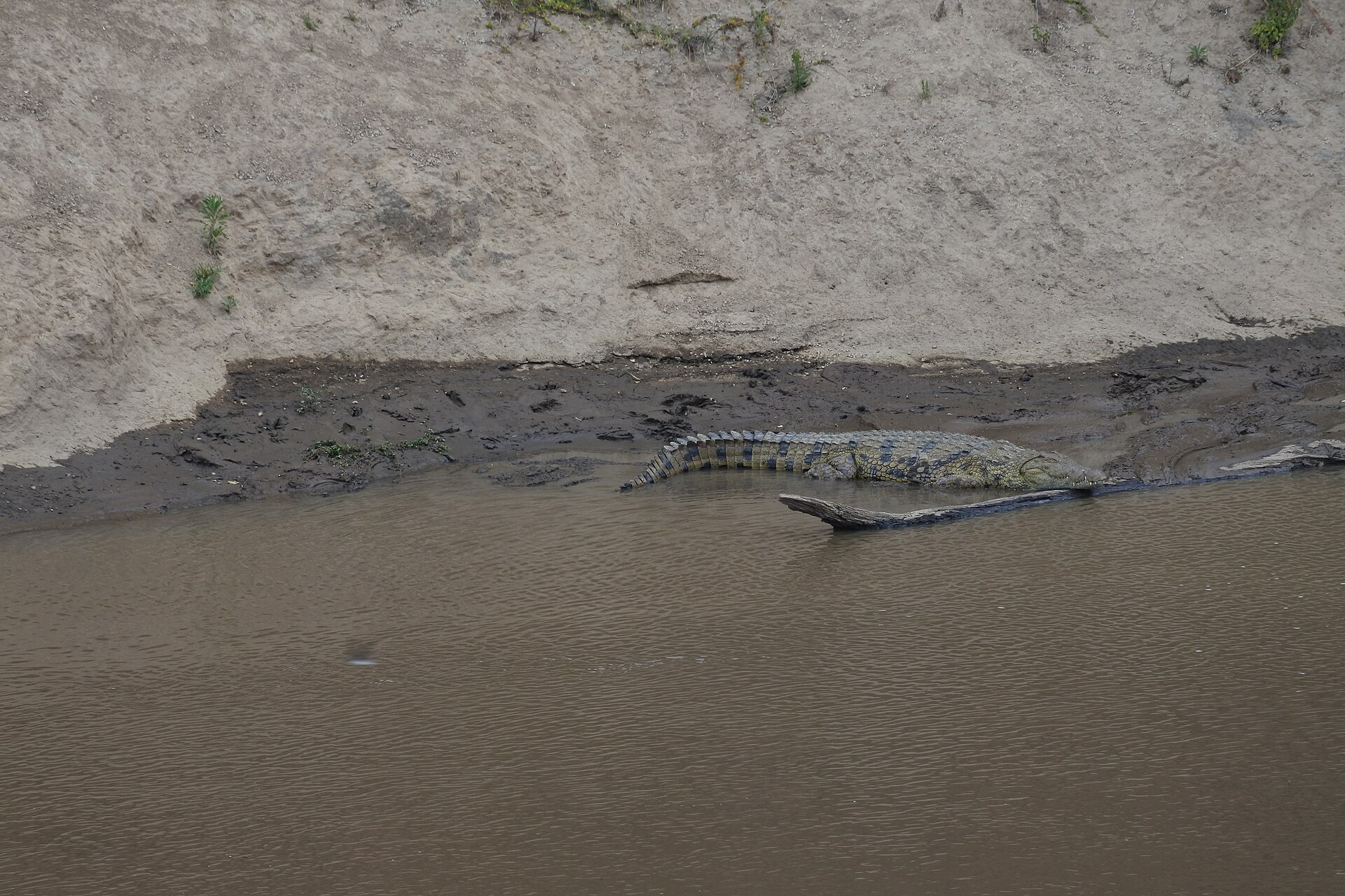 Nilkrokodil am Ufer des Mara, Kenia