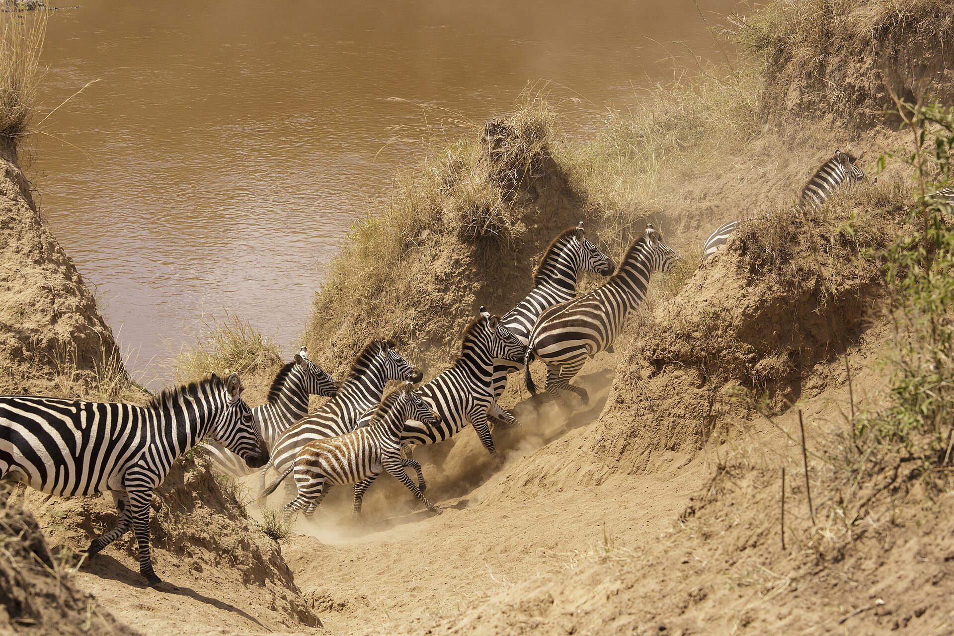 Zebras am Mara-Fluss, Masai Mara