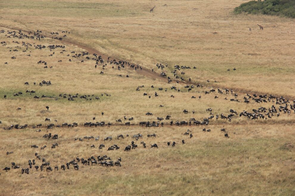Hunderte Gnus und einige Zebras ziehen in langen Reihen über eine gelbe Grasebene, oben stehen zwei Giraffen
