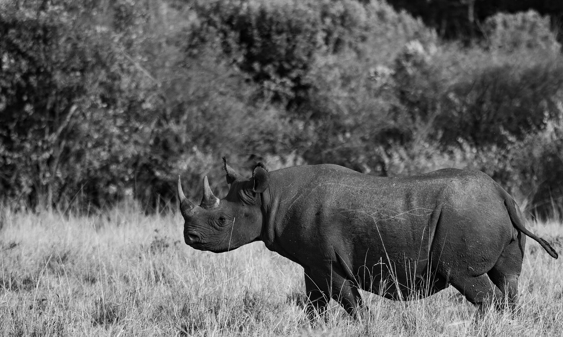 Spitzmaulnashorn nahe dem Oloololo-Tor