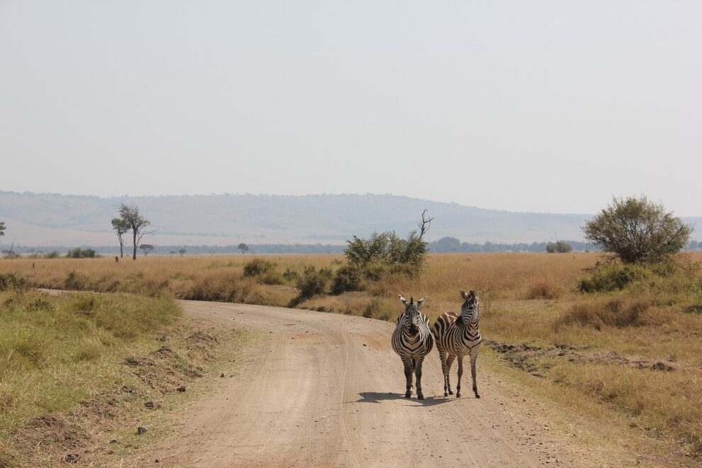 Zwei Zebras stehen mitten auf einer staubigen Piste, dahinter Grasland, Büsche und eine flache Hügelkette