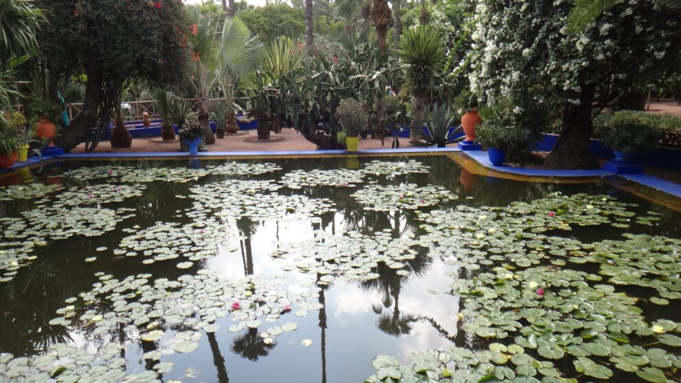 Seerosenbecken im Jardin Majorelle in Marrakesch, eingefasst von Majorelle-Blau, Kakteen und Palmen
