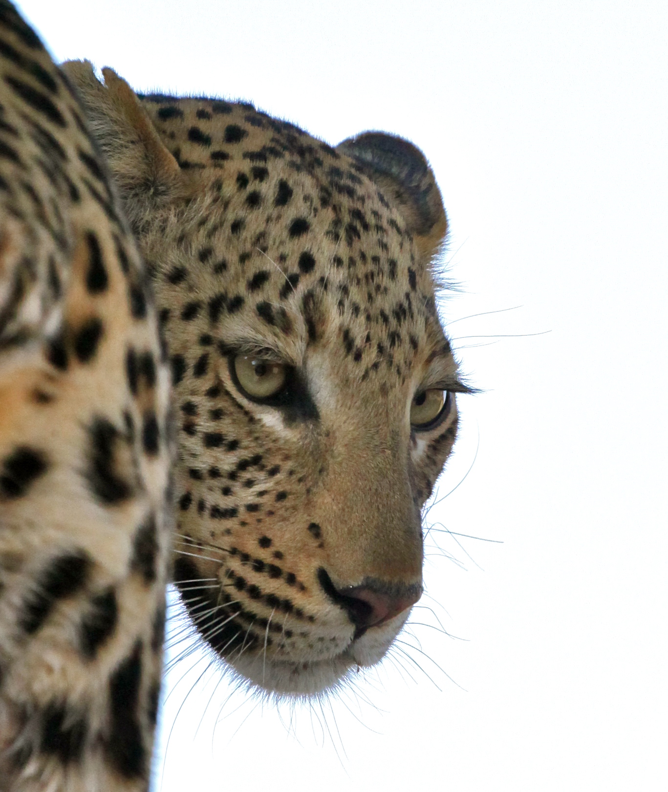 Leopard in Vumbura Plains im Okavango-Delta, Botswana