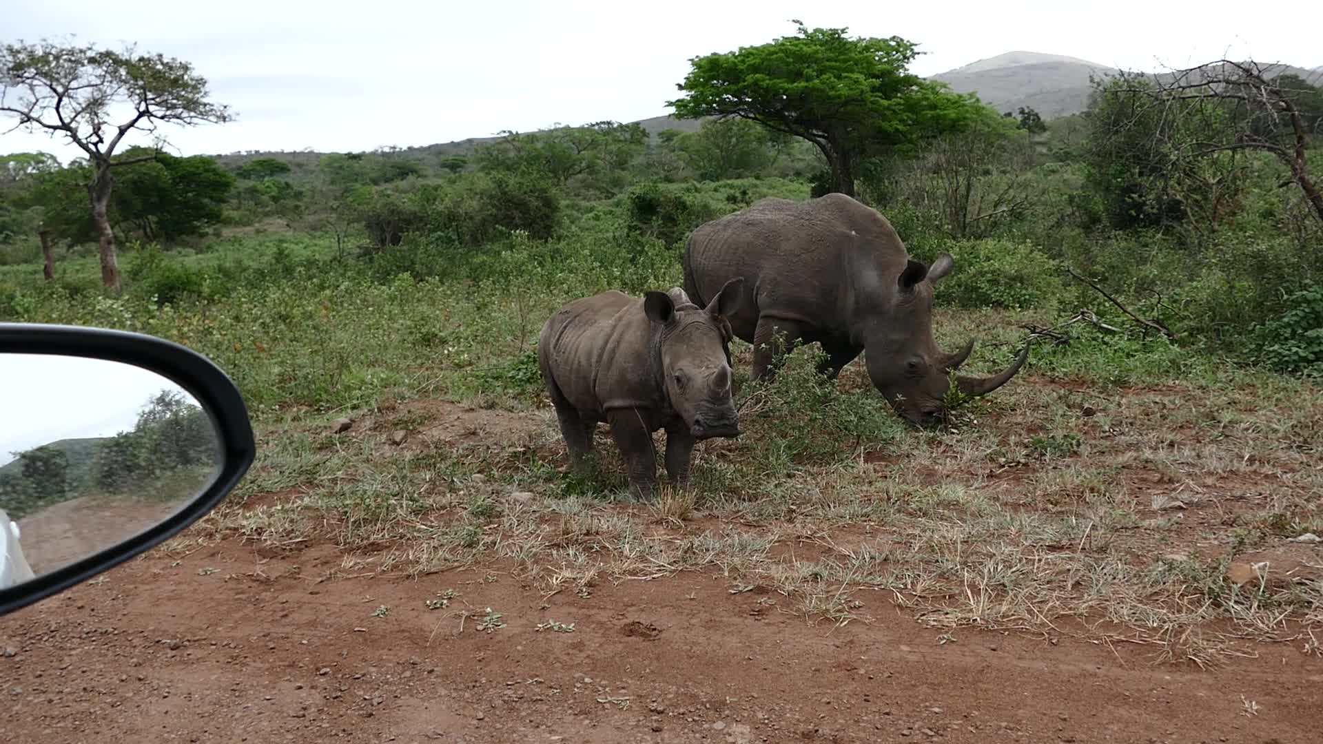 Breitmaulnashorn-Kuh und Jungtier grasen am Rand einer roten Piste, links im Bild der Außenspiegel eines Autos