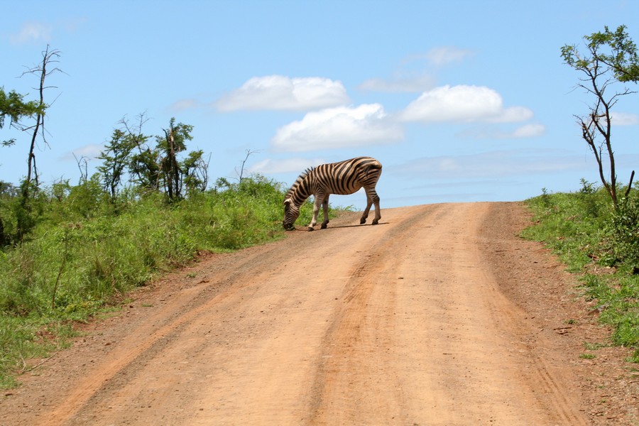 Ein Zebra grast am Rand einer roten Sandpiste unter blauem Himmel, links und rechts grünes Buschland