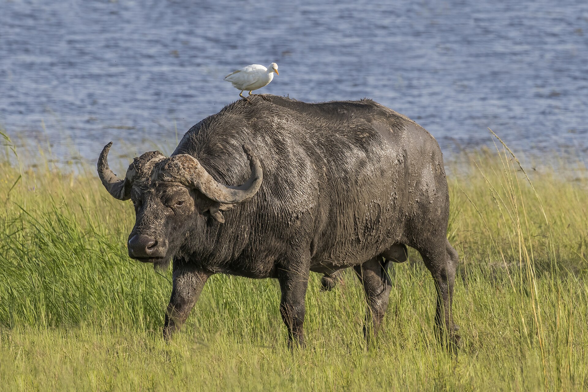 Büffel mit Kuhreiher, aufgenommen im Chobe-Nationalpark in Botswana