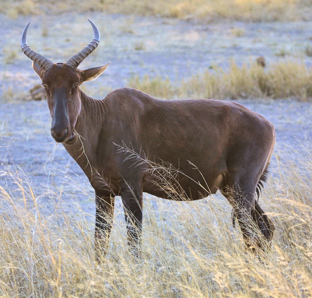 Leierantilope, aufgenommen im Okavango-Delta in Botswana