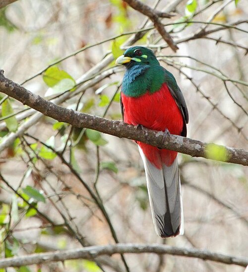 Narina-Trogon, aufgenommen im Mkhuze-Wildreservat in Südafrika