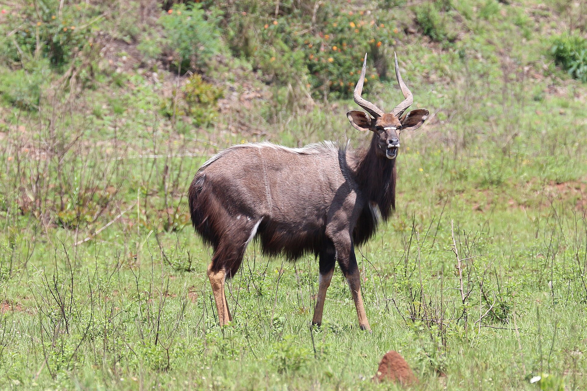 Nyala-Bock, aufgenommen im Mlilwane Wildlife Sanctuary in Eswatini