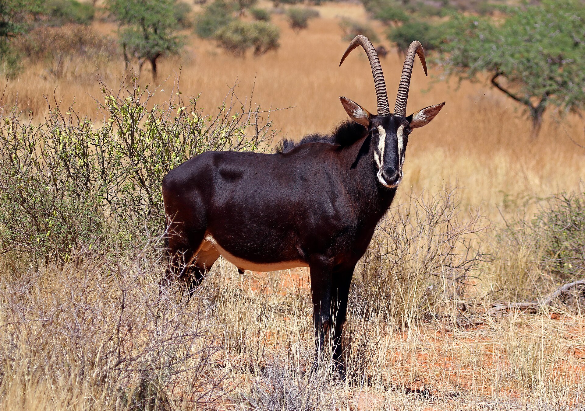 Rappenantilopen-Bock, aufgenommen in der Kalahari in Südafrika