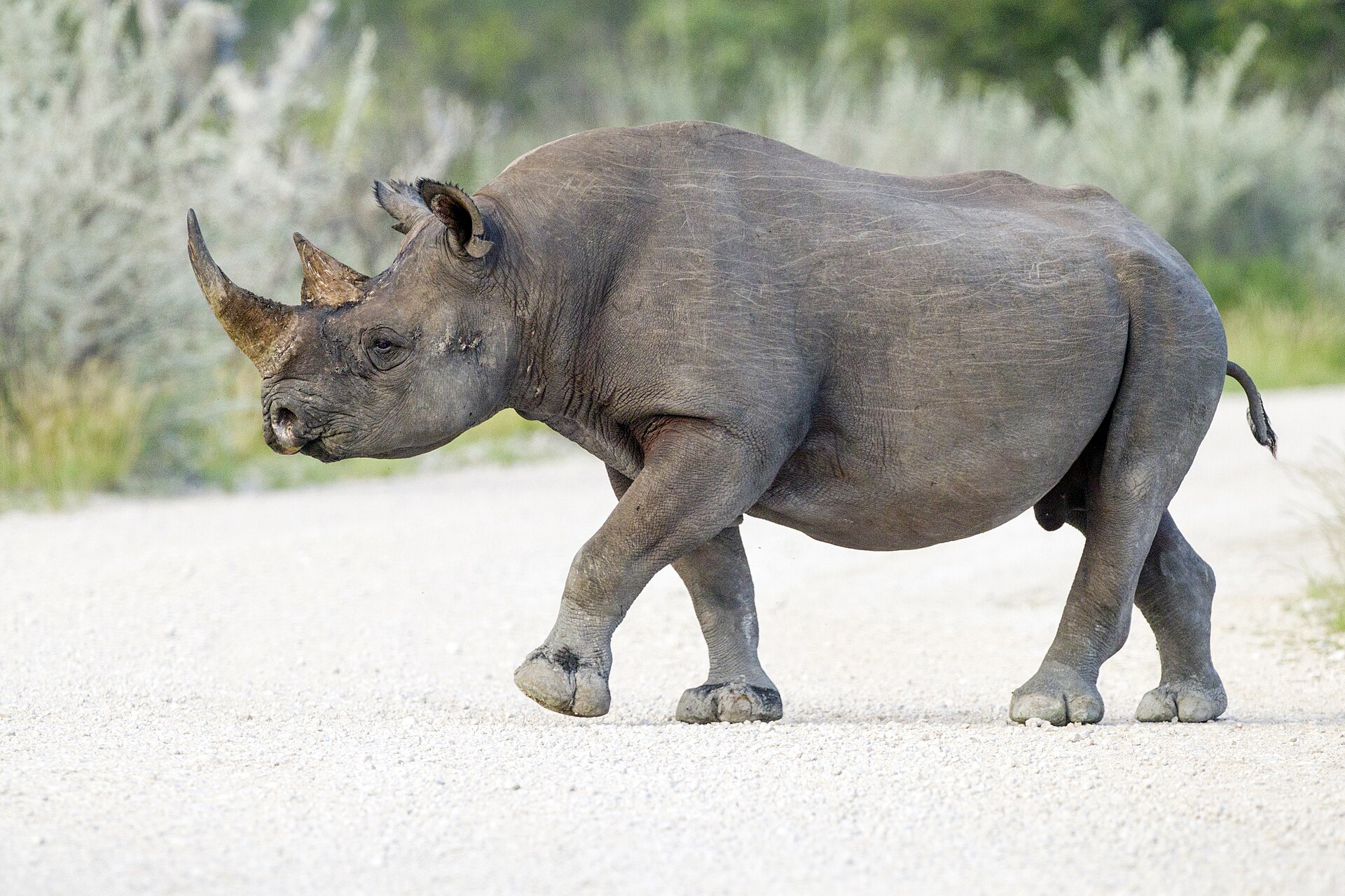 Spitzmaulnashorn, aufgenommen im Etosha-Nationalpark in Namibia