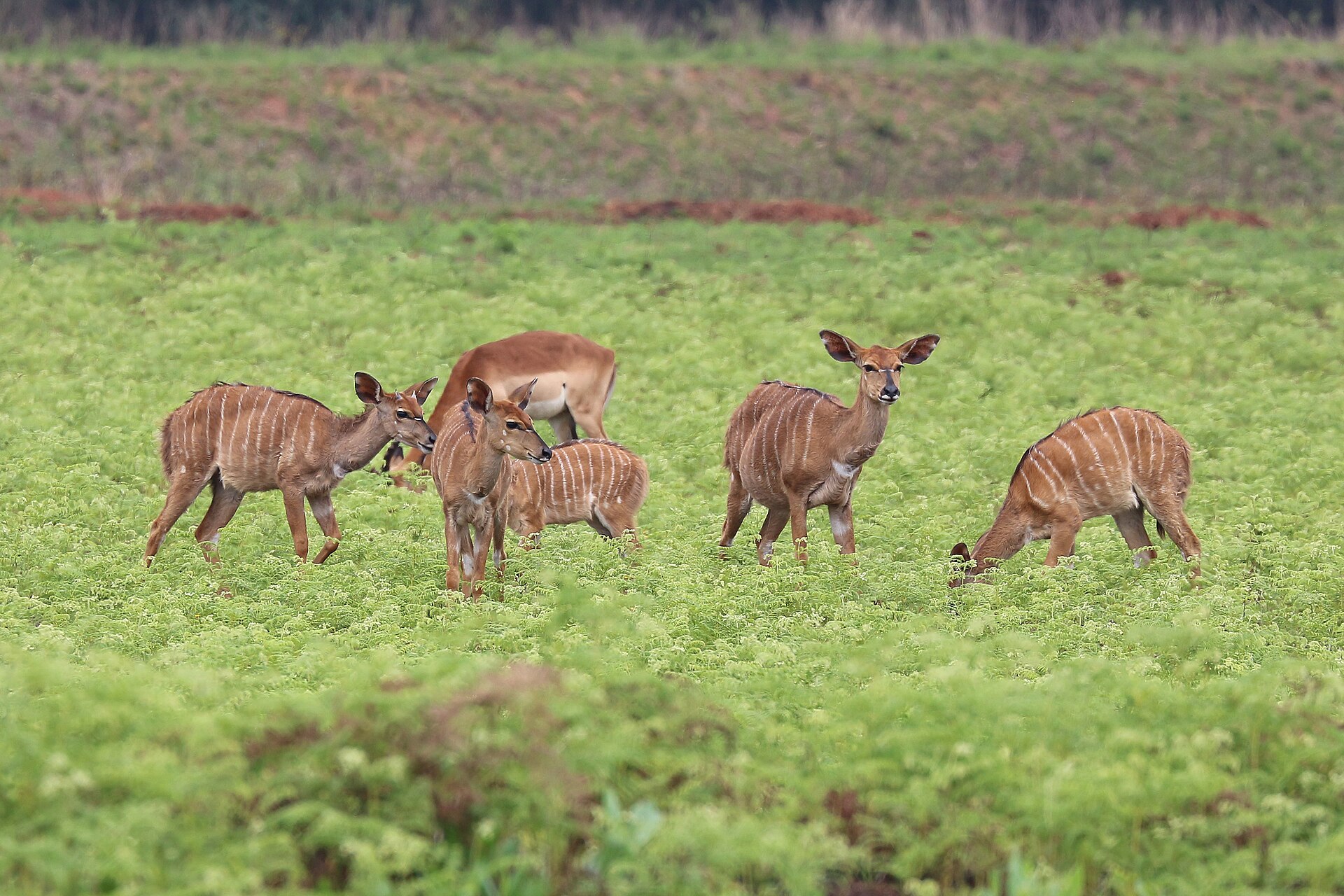 Nyala-Weibchen auf einer Wiese in Mlilwane