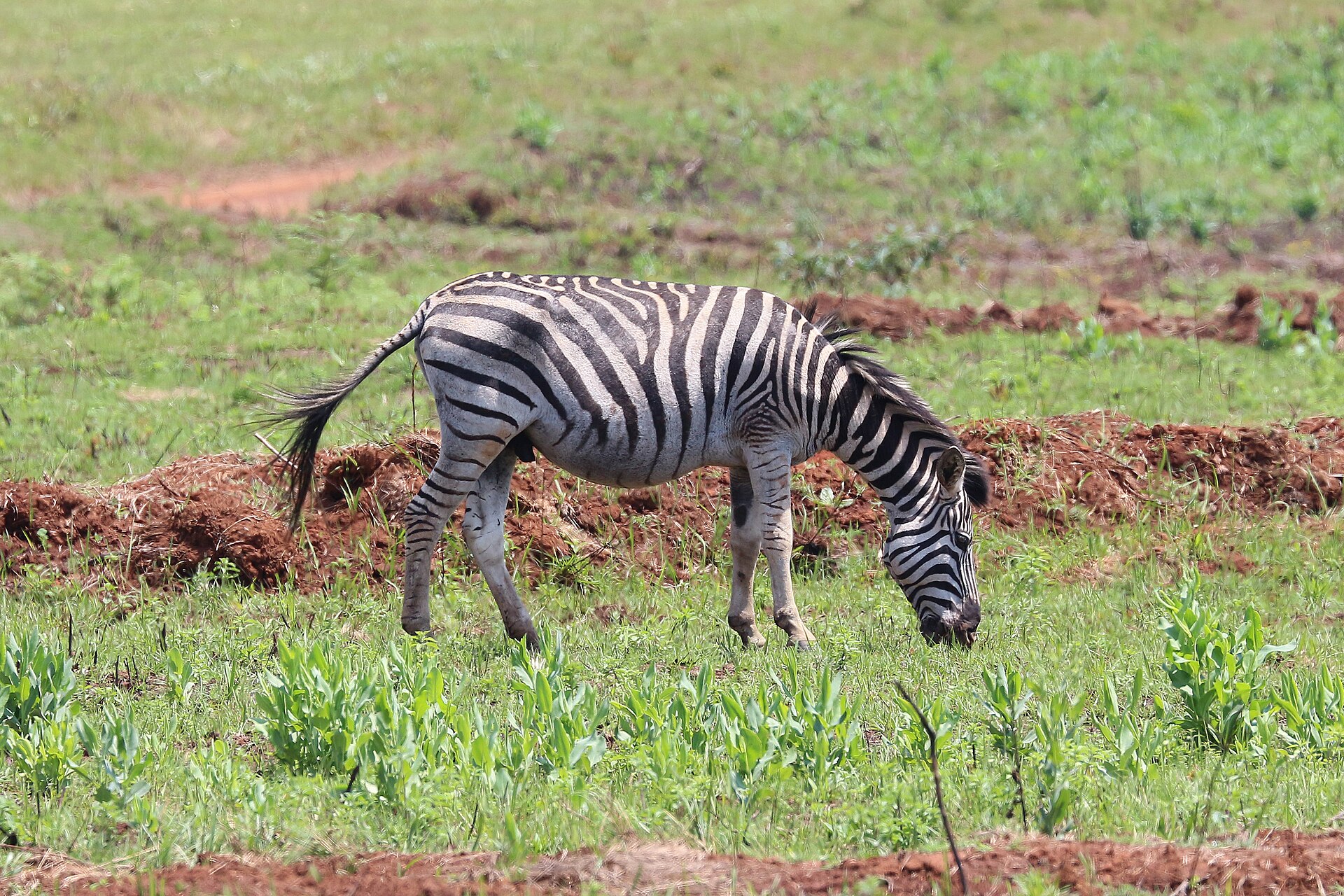 Steppenzebra beim Grasen in Mlilwane