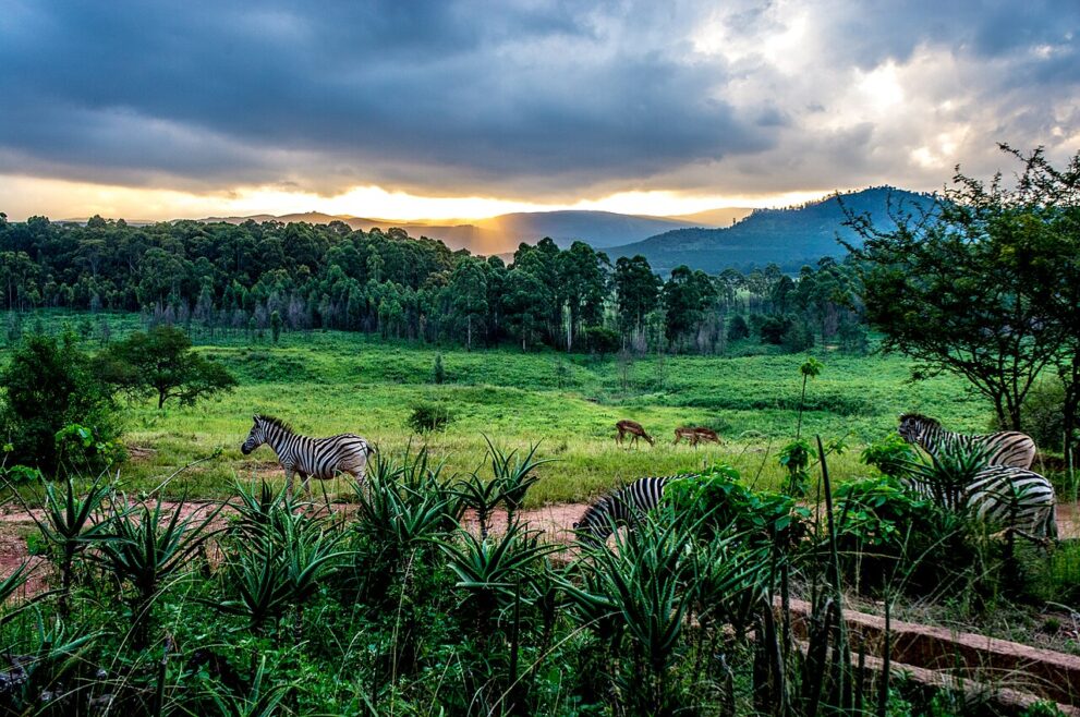 Zebras und zwei Impalas grasen in der Abenddämmerung zwischen Aloen und Wald, am Horizont Berge unter Wolken