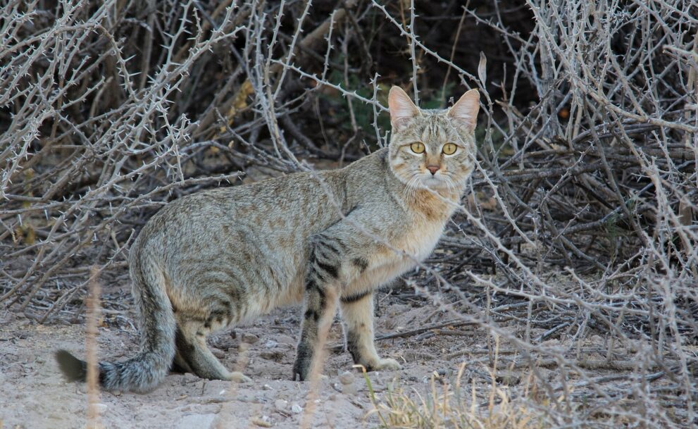 Eine graubraun getigerte Falbkatze steht zwischen dornigen, kahlen Zweigen auf sandigem Boden und schaut in die Kamera