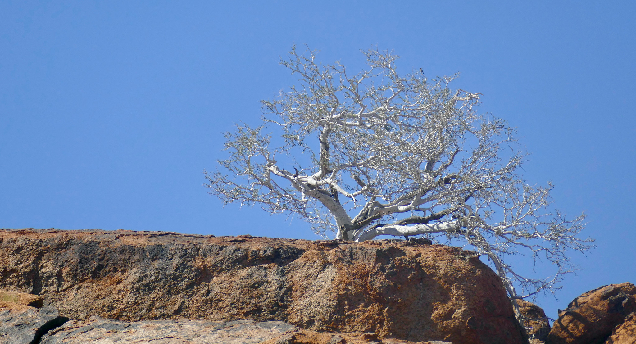 Ein Baum mit hellgrauem, fast weißem Stamm und kahlen Ästen wächst auf einem rötlichen Felsblock vor tiefblauem Himmel.
