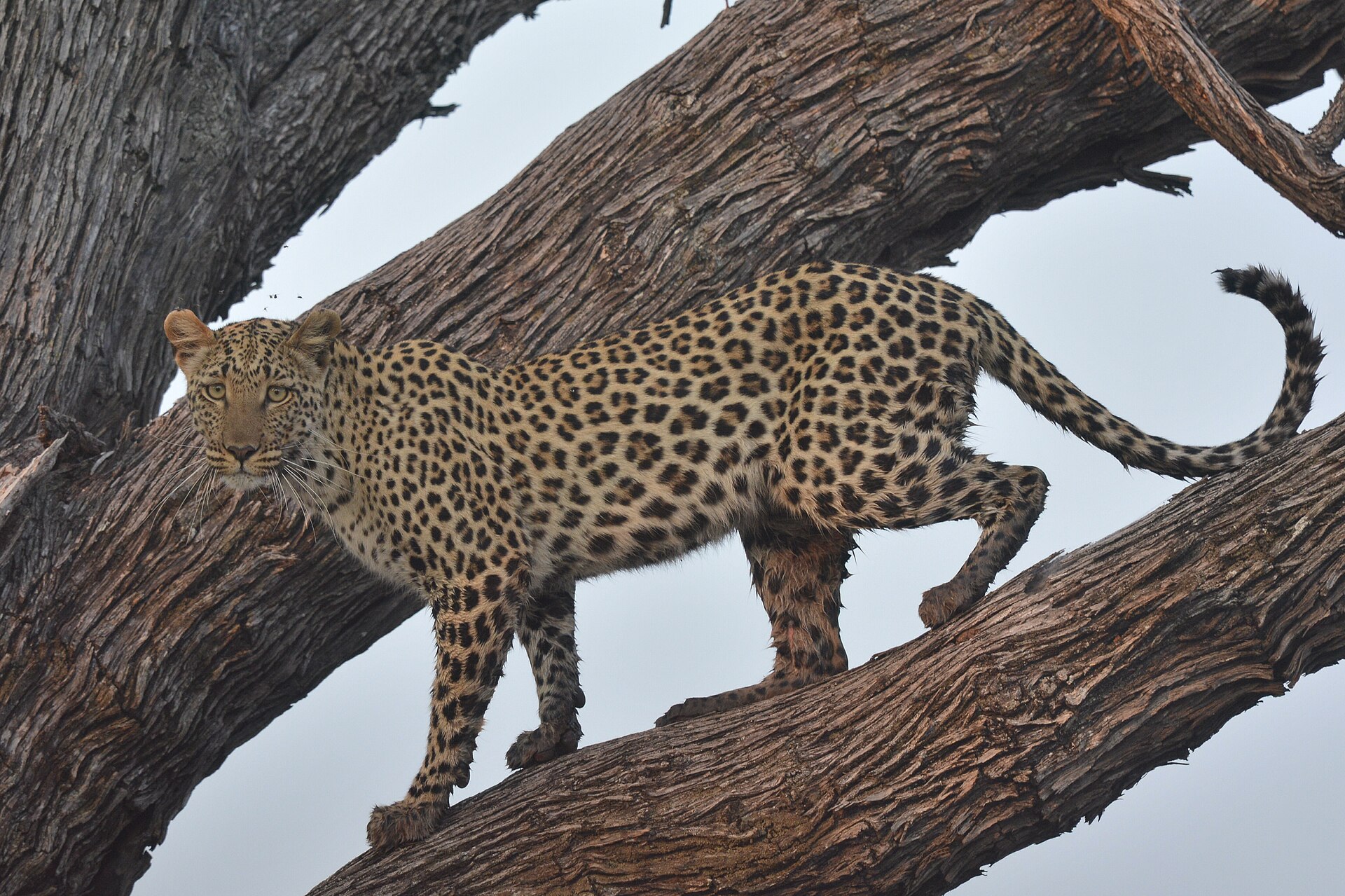 Leopard auf einem Ast im Moremi Game Reserve