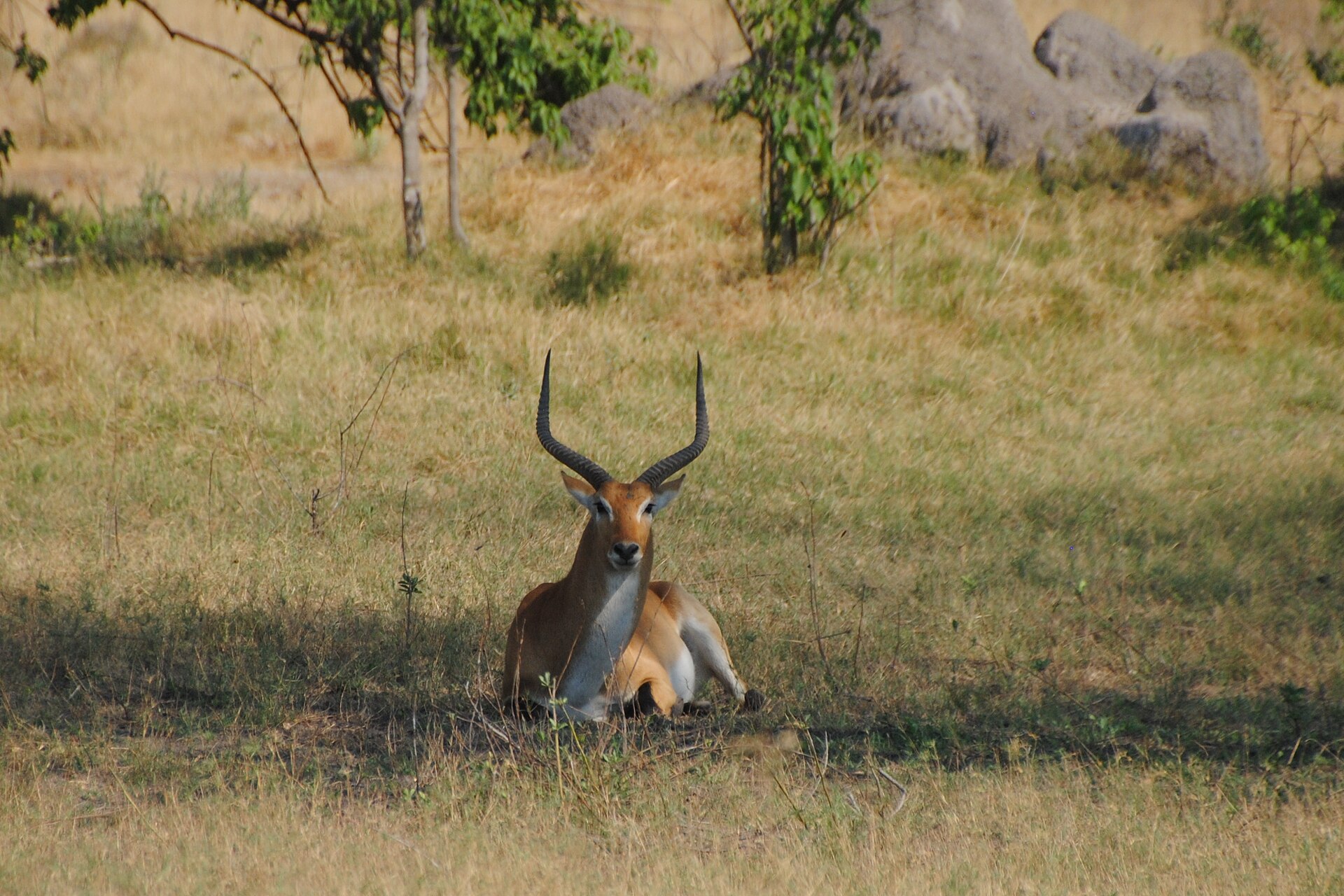 Litschi-Moorantilope im Gras bei Mboma