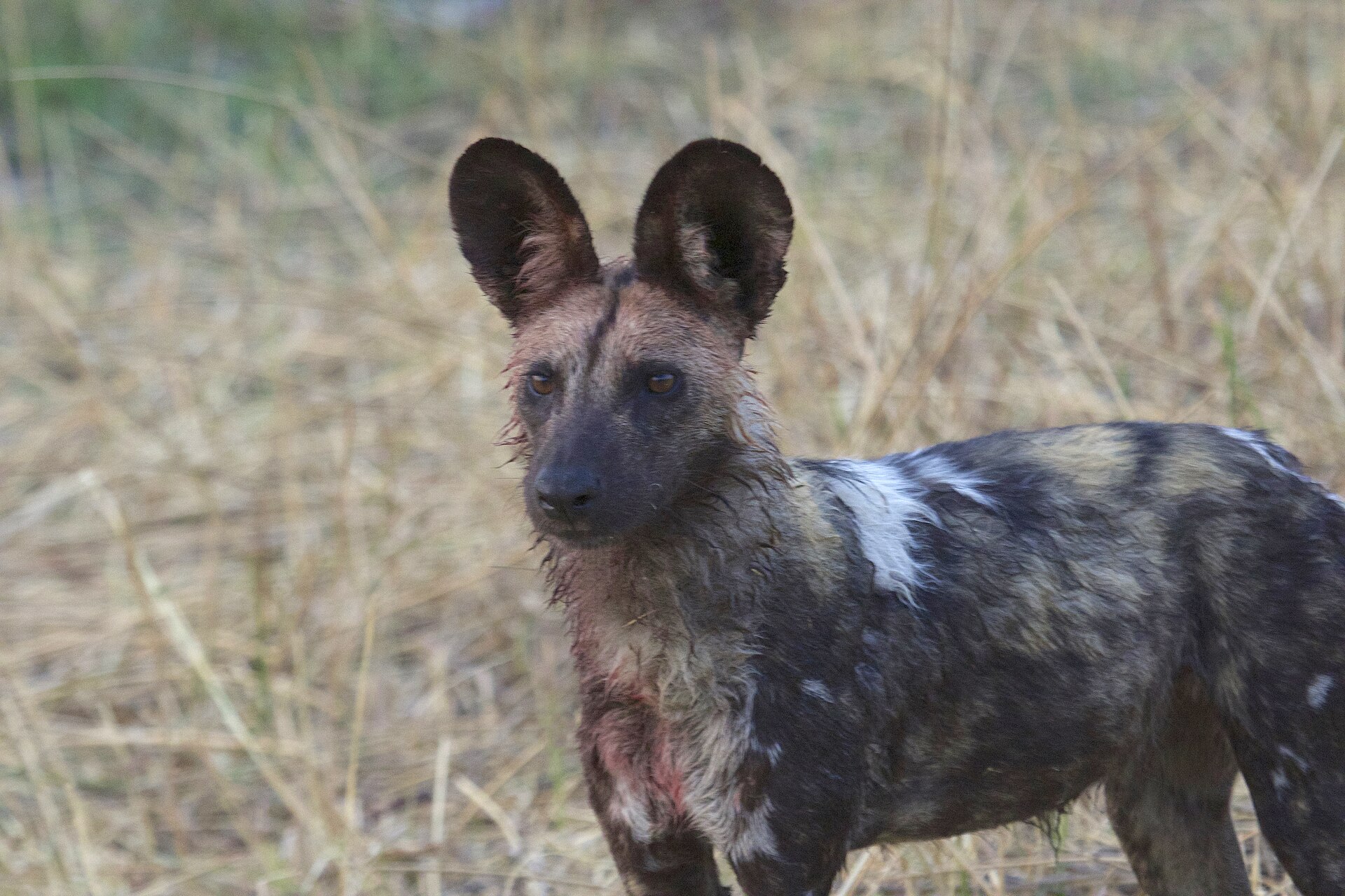 Wildhund im Moremi Game Reserve, westlich von Third Bridge