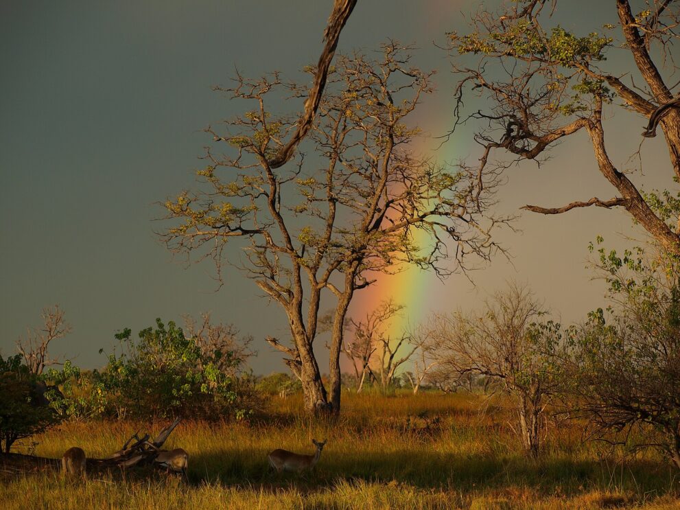 Regenbogen hinter Mopane-Bäumen im Abendlicht, im goldenen Gras stehen Litschi-Moorantilopen