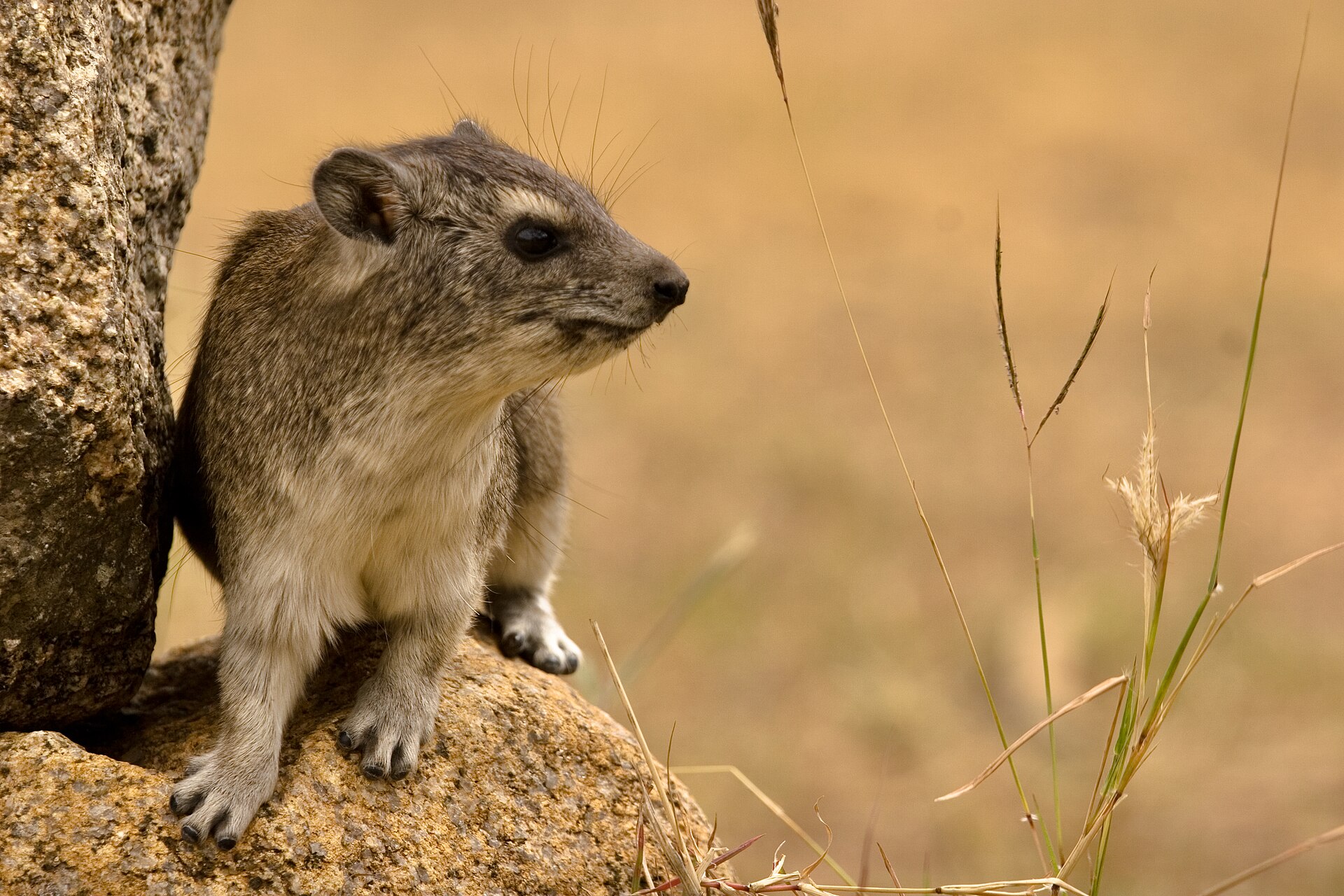 Klippschliefer in der Serengeti