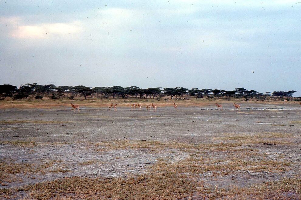 Kuhantilopen auf dem trockenen Ufer des Lake Magadi in der Serengeti