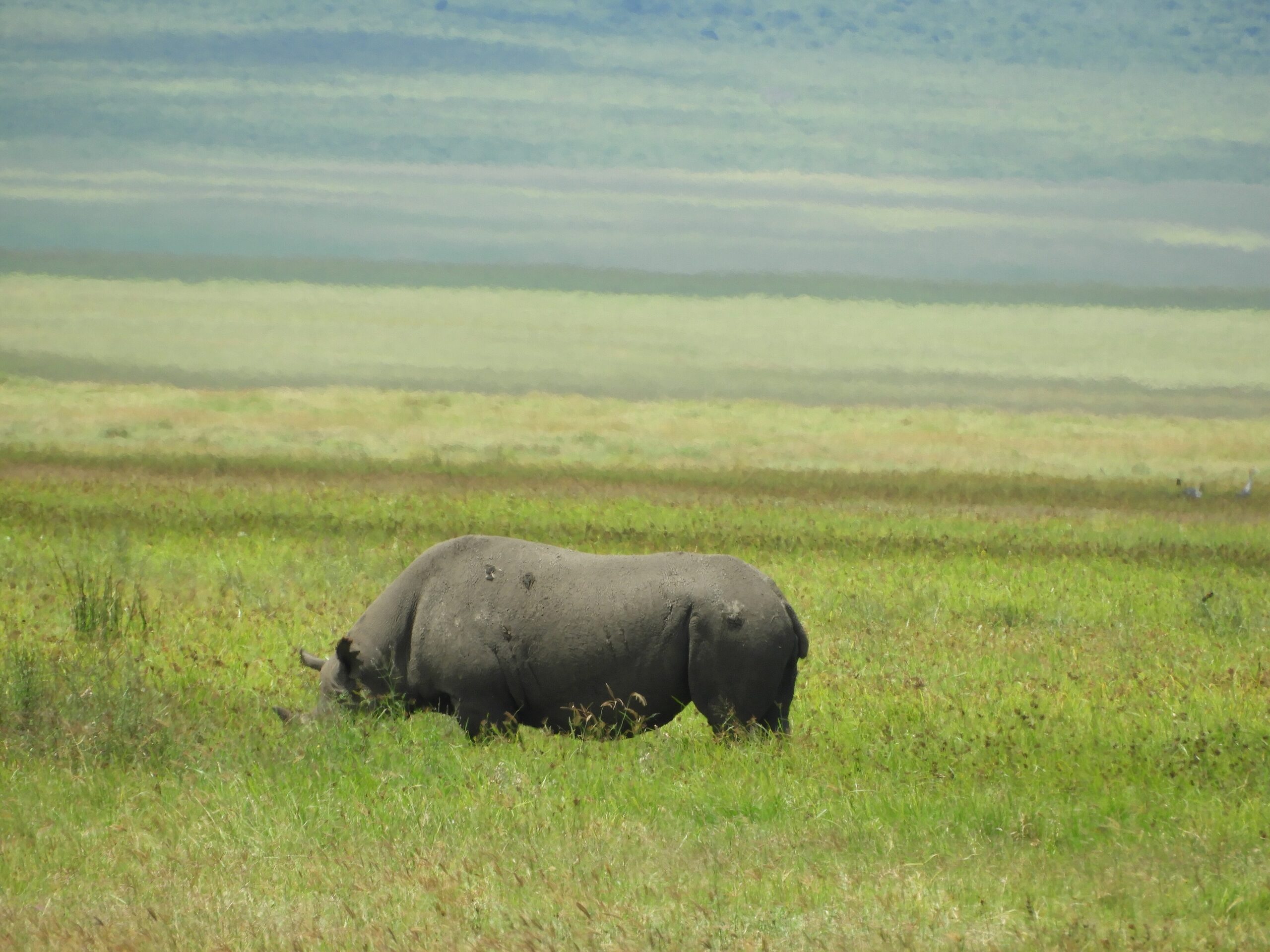 Spitzmaulnashorn, hier im Ngorongoro-Krater
