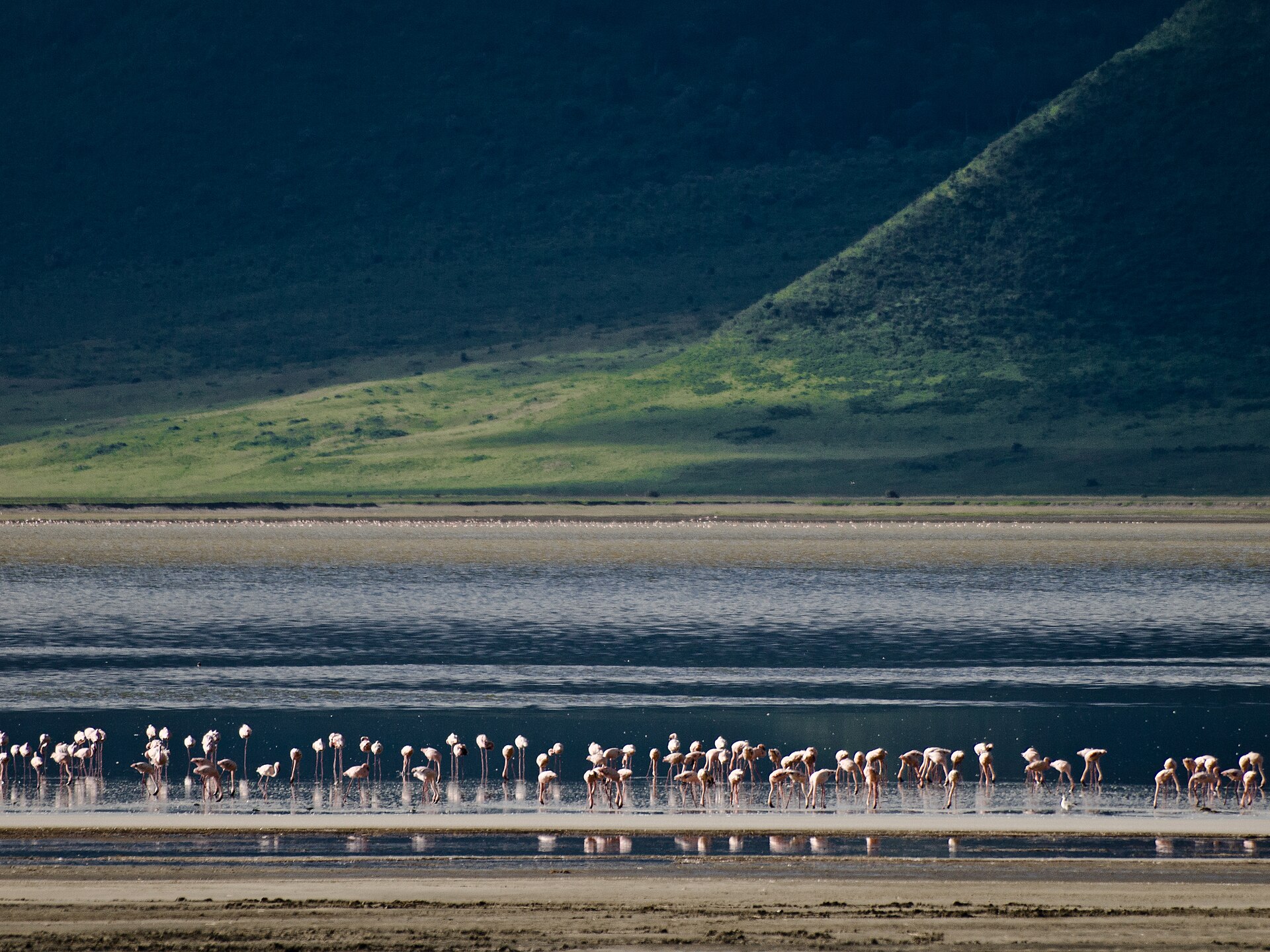Zwergflamingos, hier im Ngorongoro-Krater