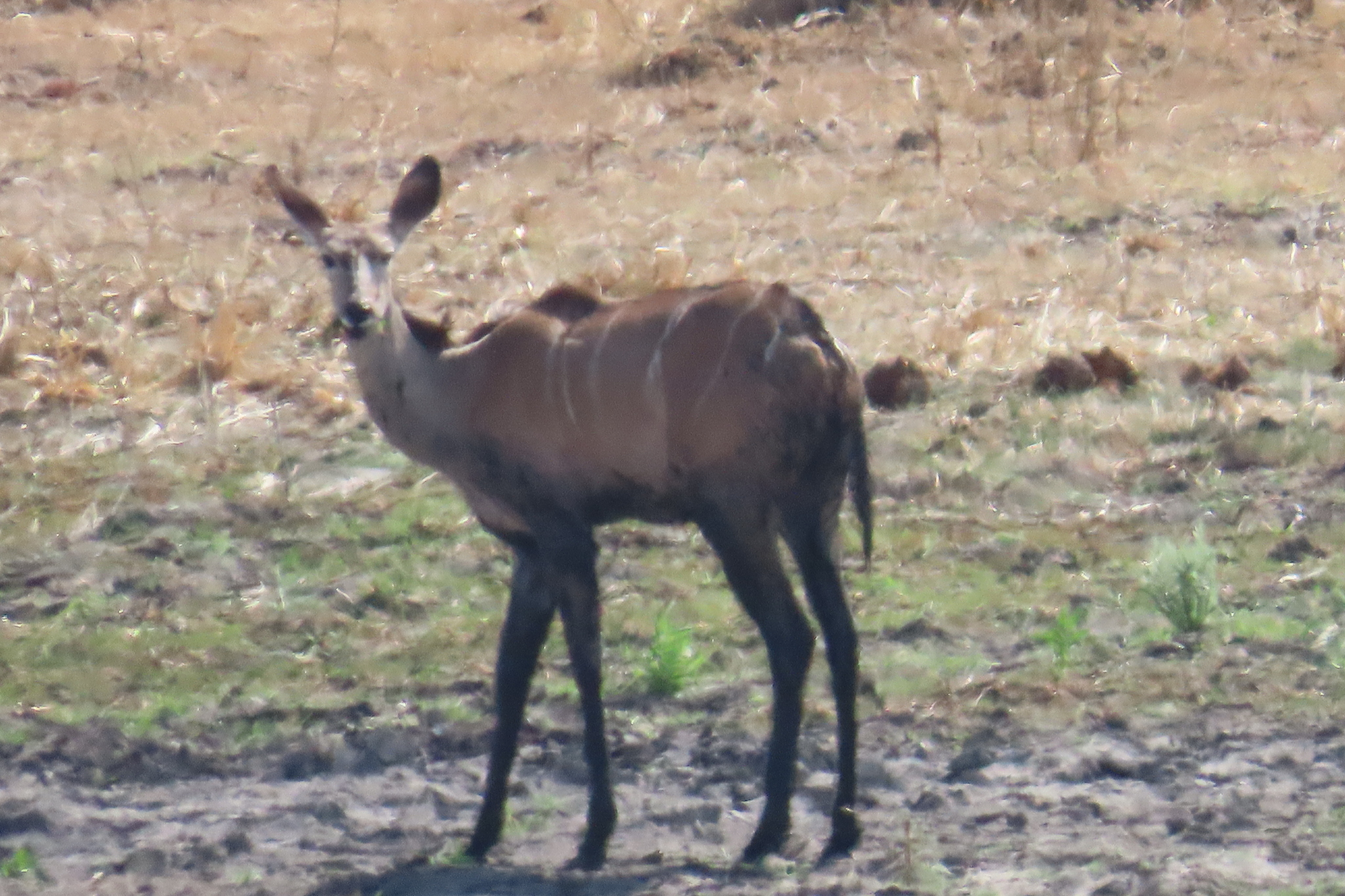 Eine junge Kuduantilope mit großen Ohren und hellen Streifen auf dem Rücken steht auf kahlem, staubigem Boden und schaut her