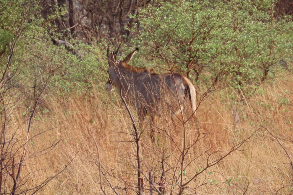 Eine graubraune Pferdeantilope mit nach hinten gebogenen Hörnern steht halb verdeckt im hohen, trockenen Gras zwischen Büschen