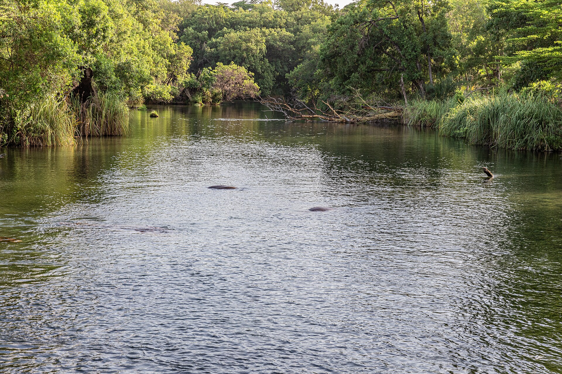 Ruhige Wasserfläche, aus der die Rücken mehrerer Flusspferde ragen, am Ufer Schilf und dichter Galeriewald.