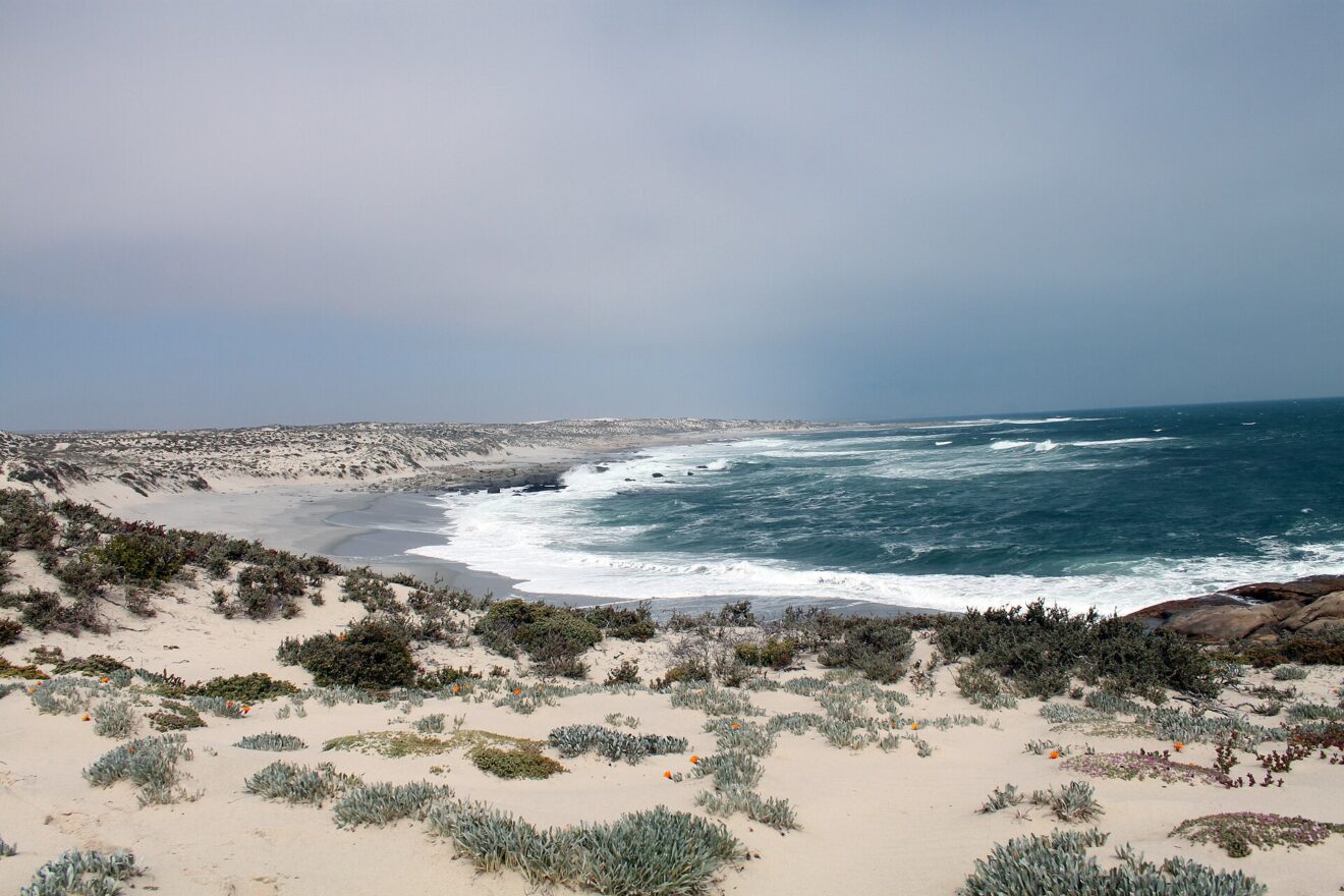 Weiße Dünen mit graugrünen Büschen fallen zu einem langen Strand ab, kräftige Brandung unter grauem Himmel