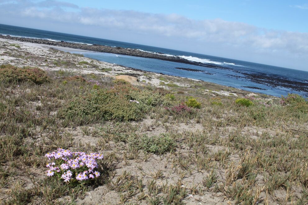 Lila Wildblumen im Strandveld, dahinter eine flache Bucht mit hellem Strand und dunklen Felsriffen unter blauem Himmel