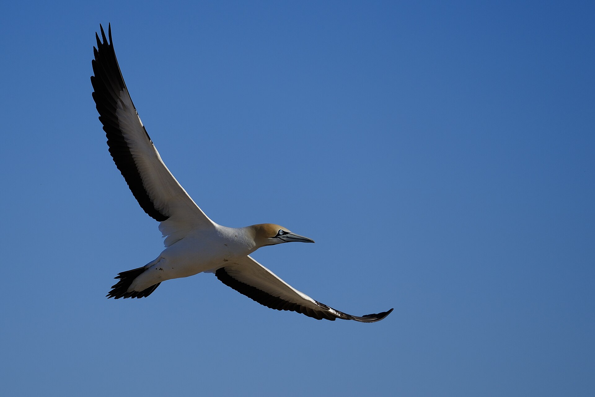 Kaptölpel im Flug bei Lambert's Bay, Westkap