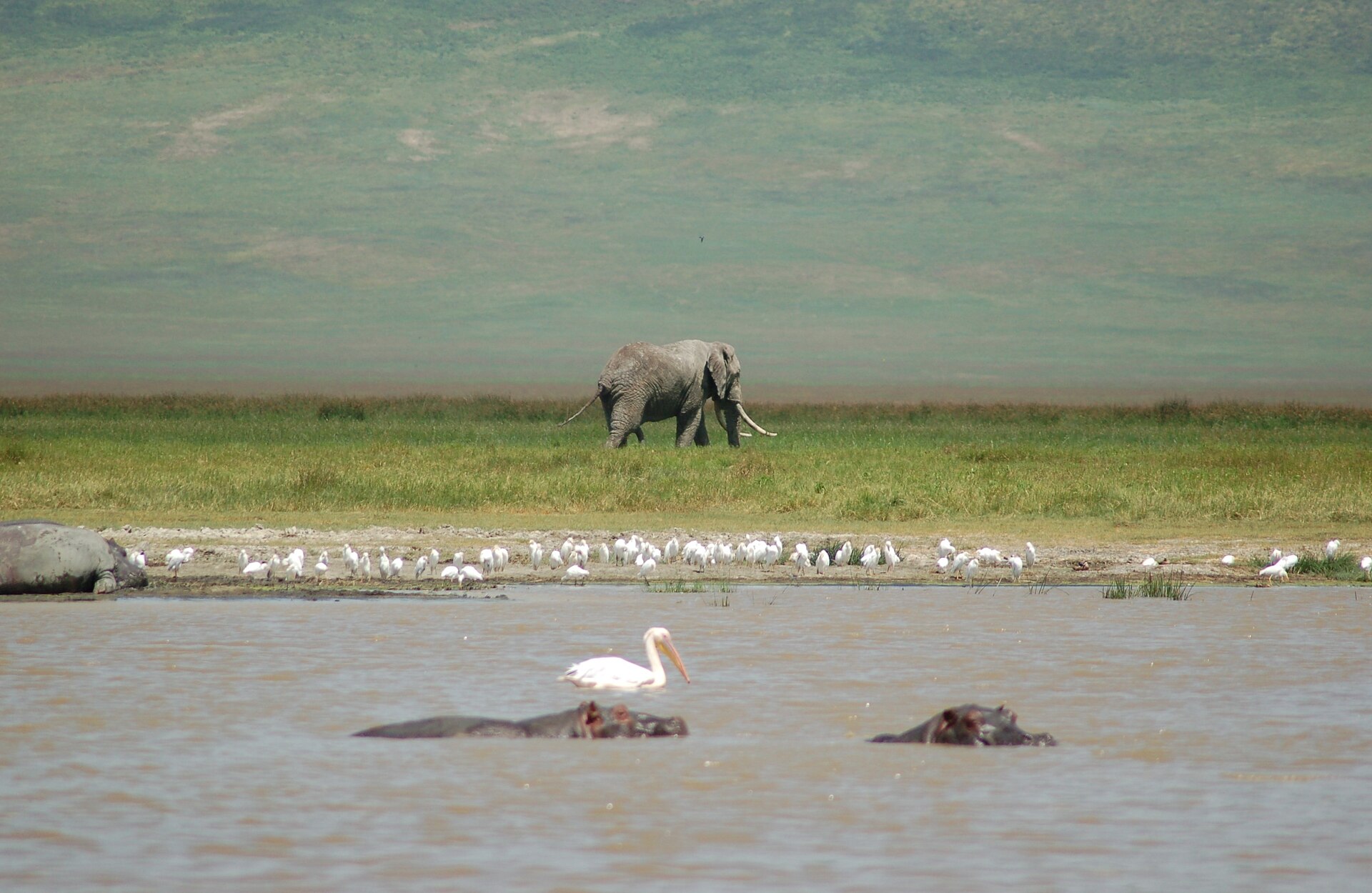 Flusspferde im Ngorongoro-Krater, dahinter ein Elefantenbulle, Februar 2007