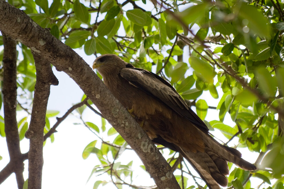 Ein brauner Greifvogel mit gelbem Schnabel sitzt auf einem Ast im hellgrünen Laub.