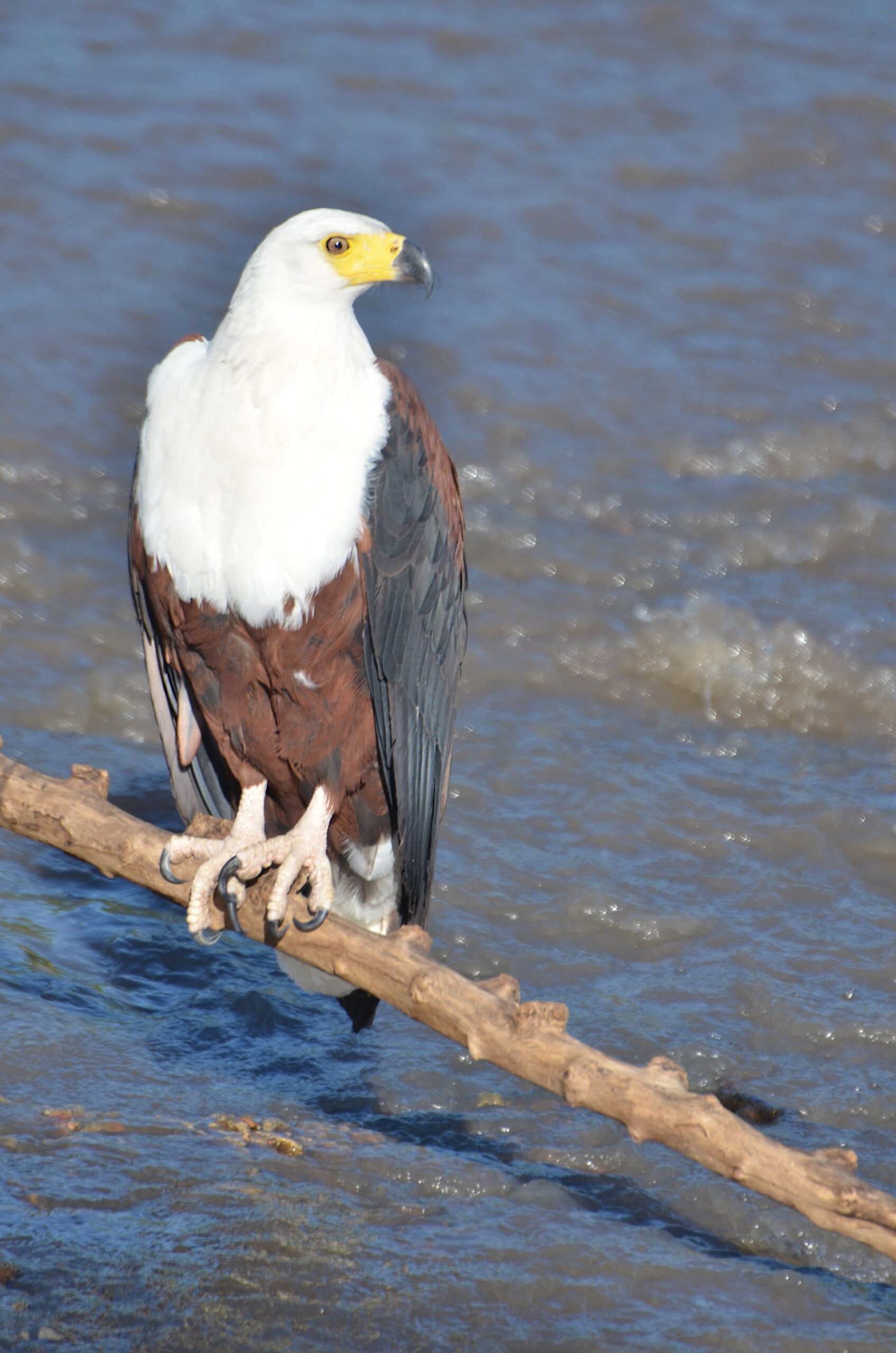 Schreiseeadler an einem Fluss in der Serengeti, Mai 2016
