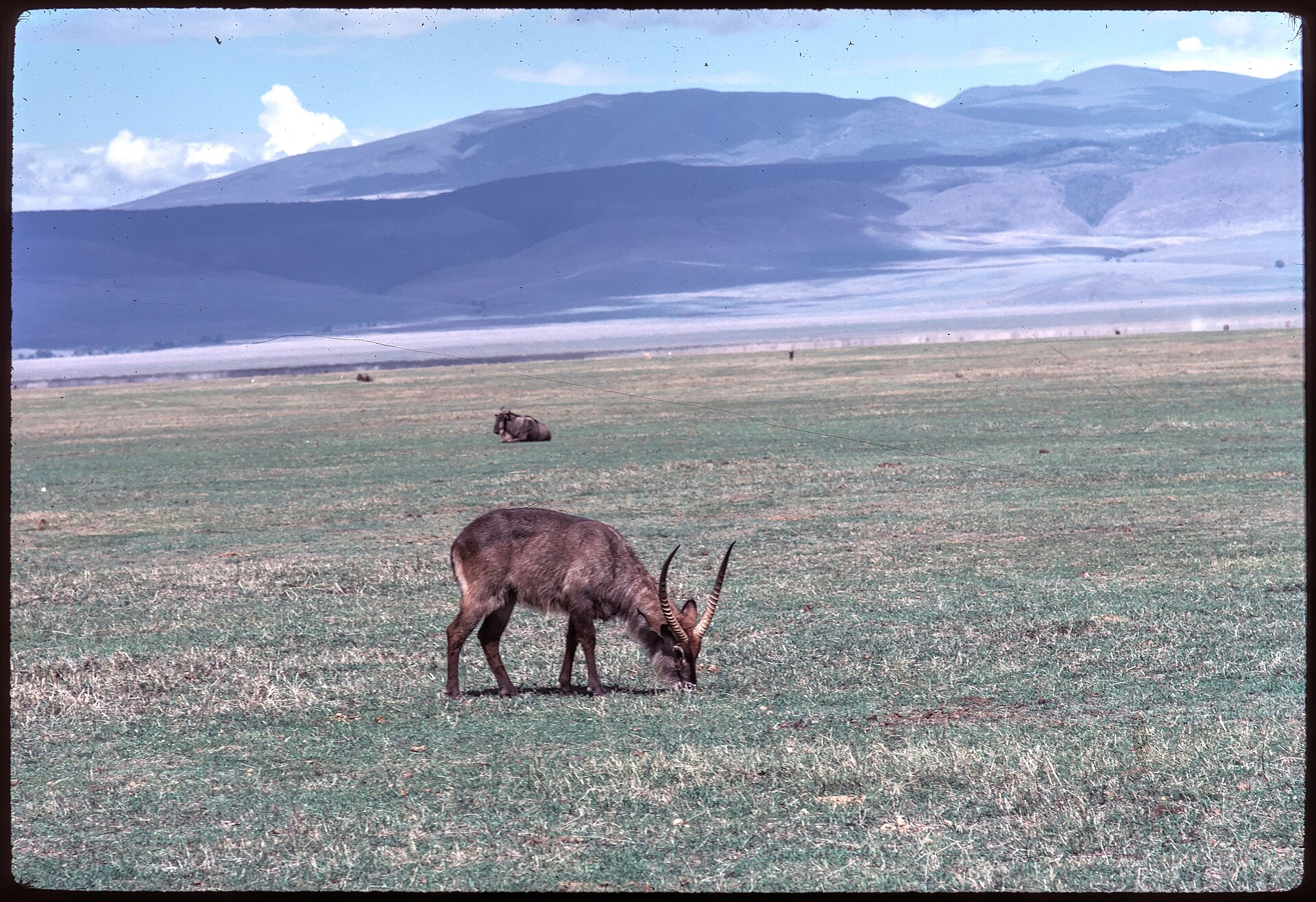 Wasserbock auf dem Kraterboden, Dezember 1971