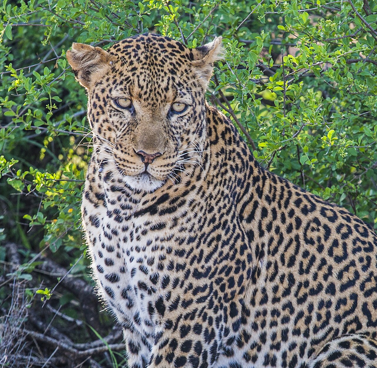 Leopard im Busch des Tsavo West