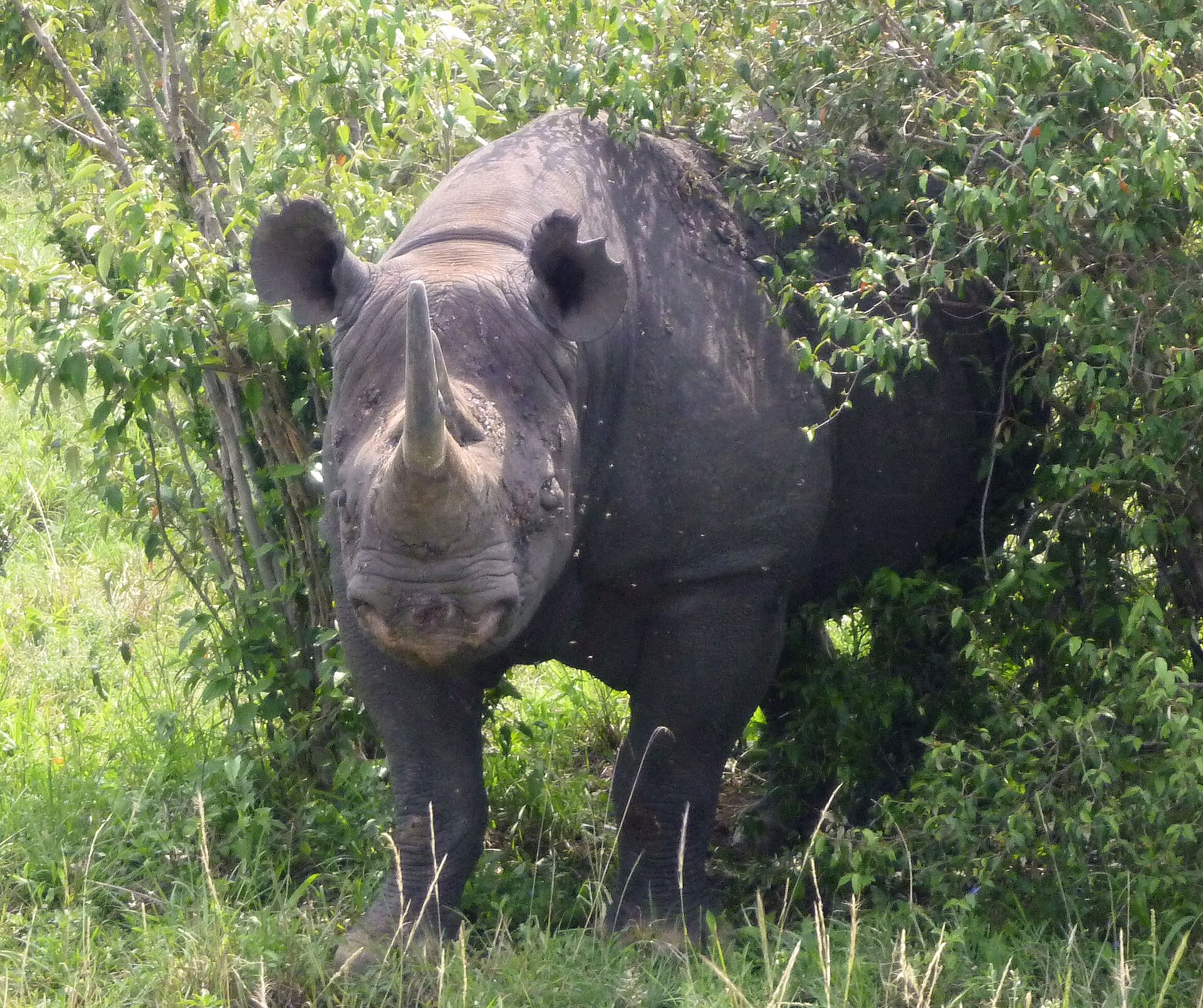 Östliches Spitzmaulnashorn in der Masai Mara, nicht in Ngulia