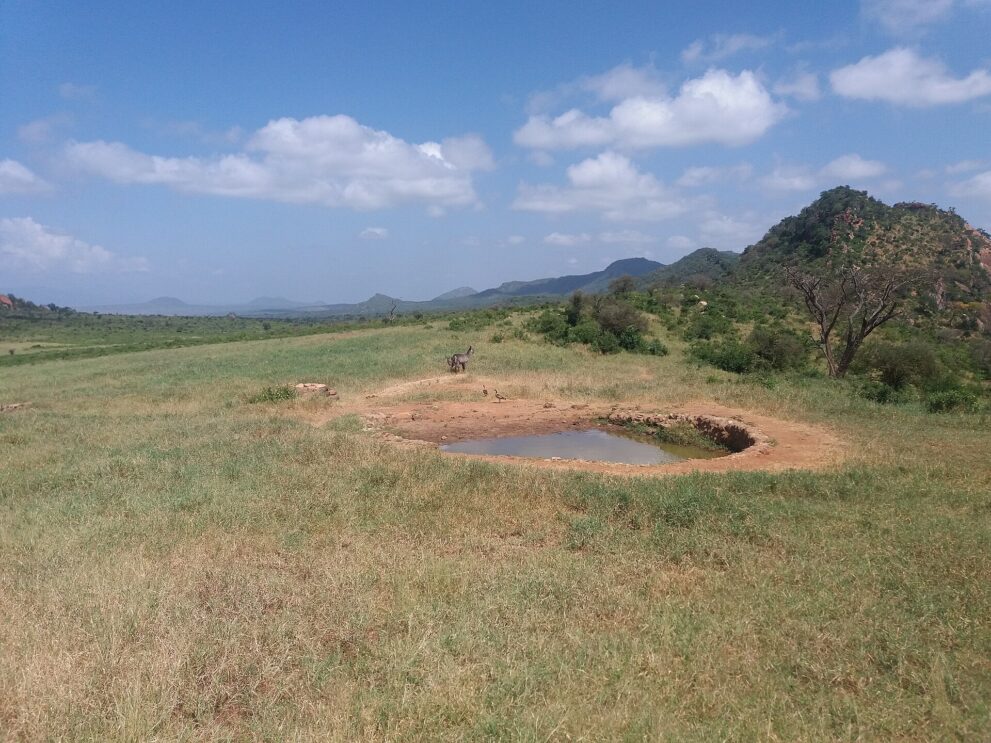 Kleines Wasserloch im grünen Grasland, daneben eine Antilope und zwei Gänse, rechts ein felsiger Hügel, hinten eine Bergkette unter Schäfchenwolken.