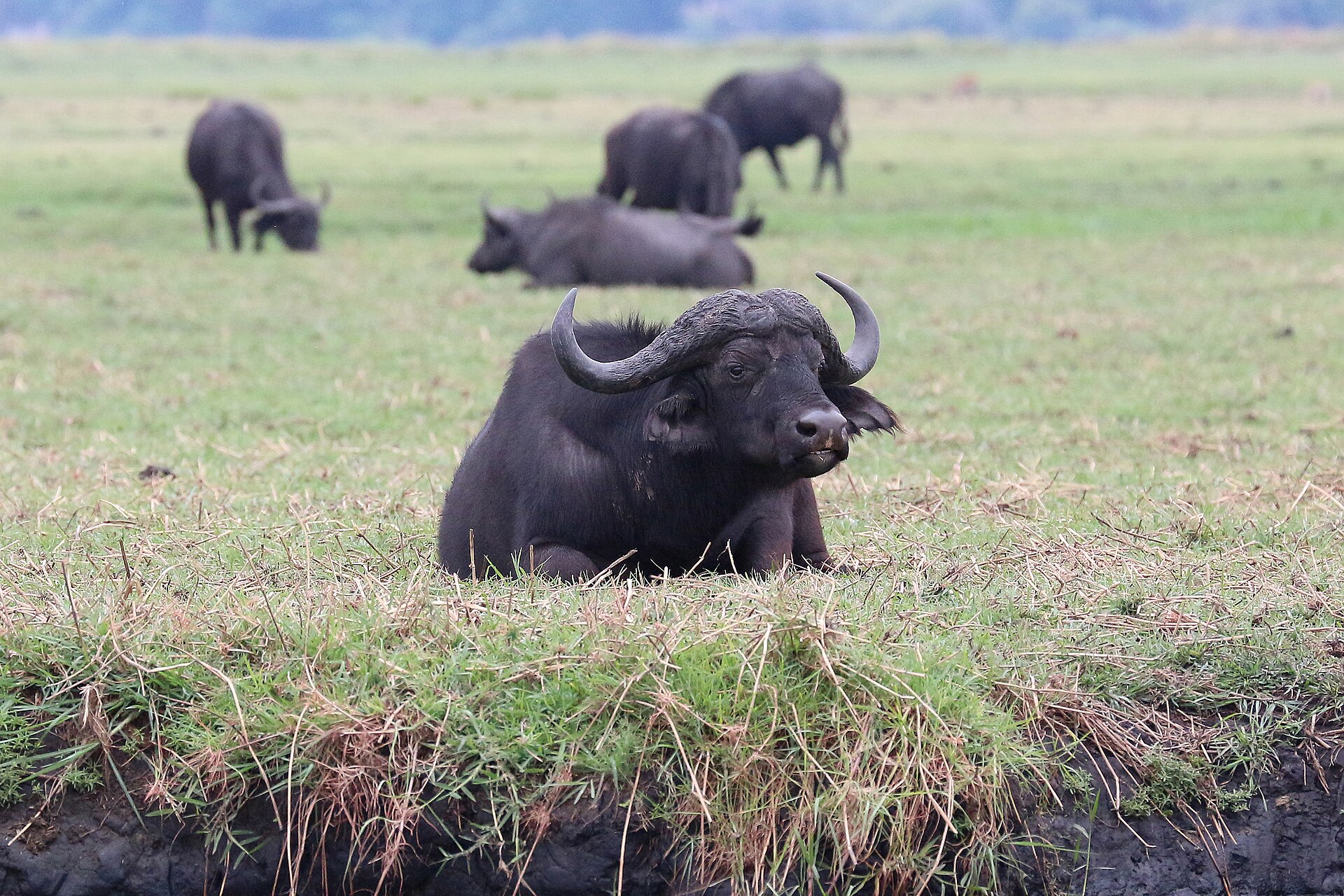 Kaffernbüffel an der Chobe-Flussfront